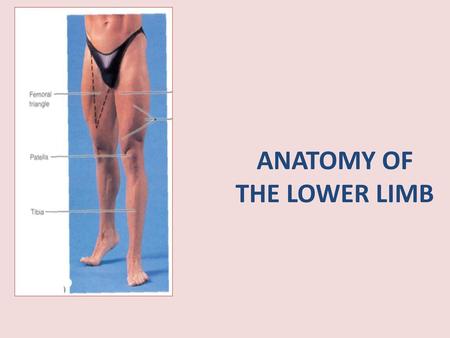 ANATOMY OF THE LOWER LIMB