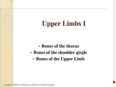 Bones of the shoulder girgle