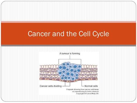 Cancer and the Cell Cycle