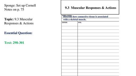 9.3 Muscular Responses & Actions