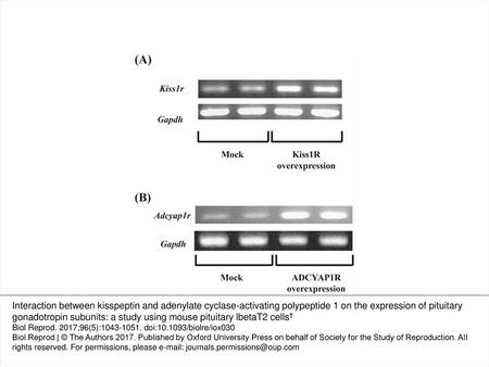 Figure 1. Overexpression of Kiss1r- or Adcyap1r-expressing vectors in LβT2 cells. LβT2 cells were transfected with 2.0 μg of Kiss1r-expressing (A) or Adcyap1r-expressing.