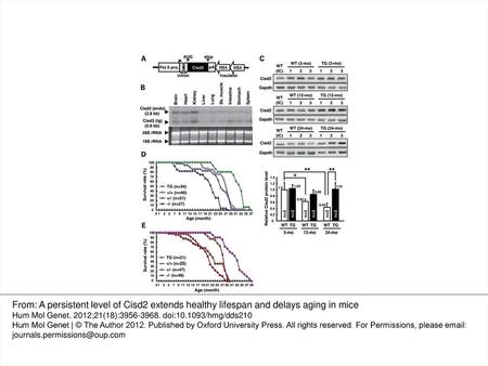 Figure 1. Persistent expression of Cisd2 promotes longevity in mice