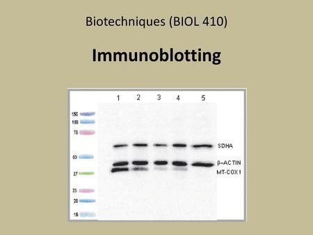 Biotechniques (BIOL 410) Immunoblotting.