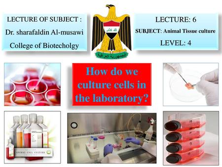 How do we culture cells in the laboratory?