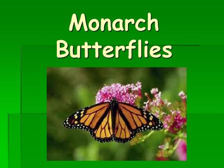 Monarch Butterflies.