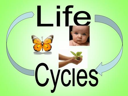 Life Cycles.