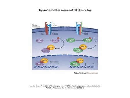 Figure 1 Simplified scheme of TGFβ signalling