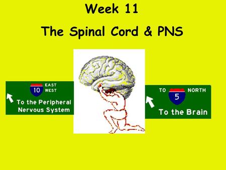 Week 11 The Spinal Cord & PNS.