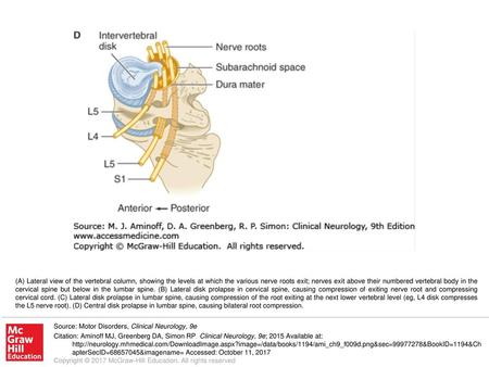 (A) Lateral view of the vertebral column, showing the levels at which the various nerve roots exit; nerves exit above their numbered vertebral body in.