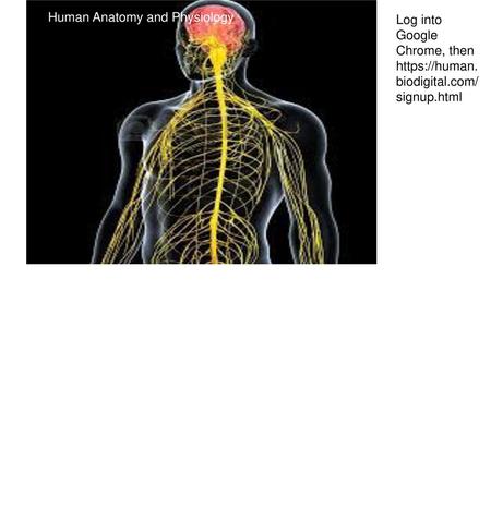 Human Anatomy and Physiology