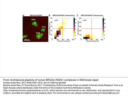 Figure 2. BRCA2–RAD51 complexes organize into filament-like structures