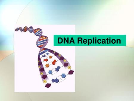 DNA Replication.