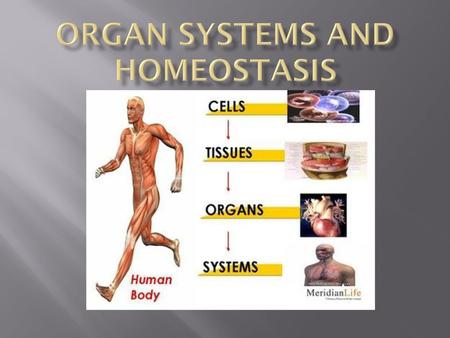 Organ Systems and Homeostasis