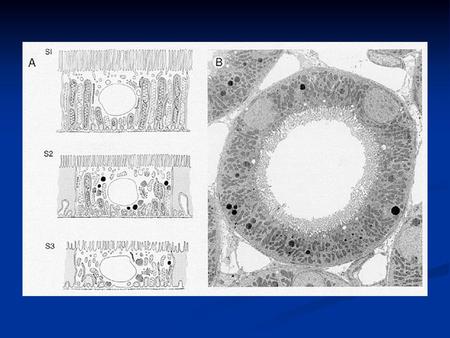 Renal Epithelial Cell  (cells exposed to interstitium and urinary space)