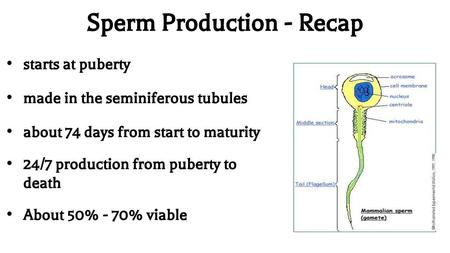 Sperm Production - Recap