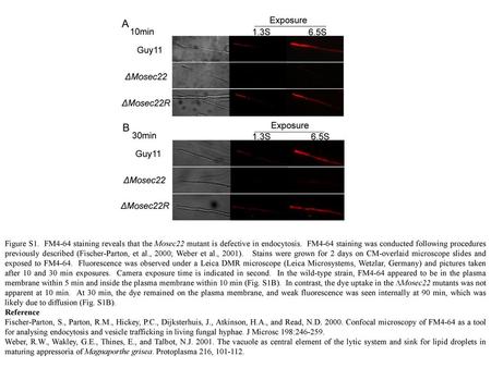 Figure S1. FM4-64 staining reveals that the Mosec22 mutant is defective in endocytosis. FM4-64 staining was conducted following procedures previously.