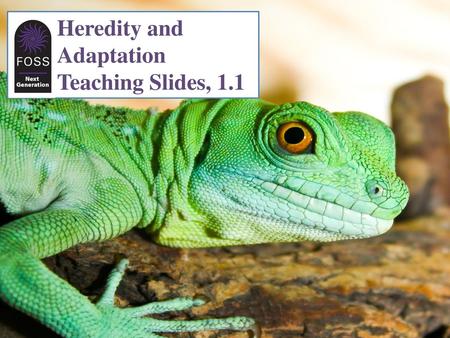 Heredity and Adaptation Teaching Slides, 1.1