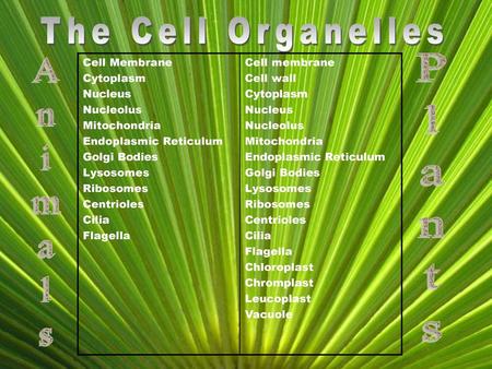 The Cell Organelles Plants Animals Cell Membrane Cytoplasm Nucleus