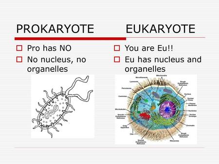 PROKARYOTE EUKARYOTE Pro has NO No nucleus, no organelles You are Eu!!