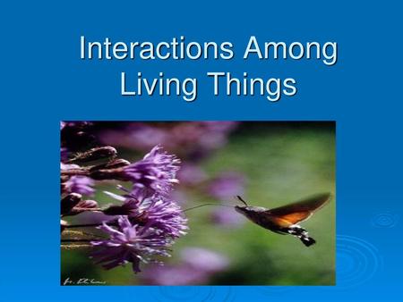 Interactions Among Living Things