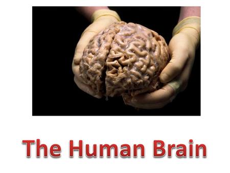 The Human Brain.