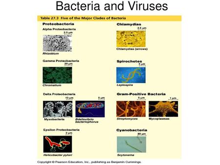 Bacteria and Viruses.