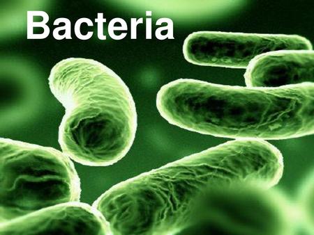 Bacteria.