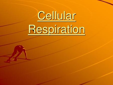 Cellular Respiration.