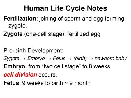 Human Life Cycle Notes Fertilization: joining of sperm and egg forming zygote. Zygote (one-cell stage): fertilized egg Pre-birth Development: Zygote →