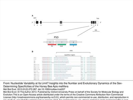 Fig. 1. Genomic structure of the csd gene in A