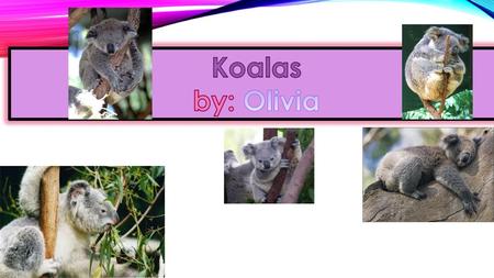 Koalas by: Olivia.