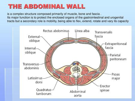 THE ABDOMINAL WALL is a complex structure composed primarily of muscle, bone and fascia . Its major function is to protect the enclosed organs of the gastrointestinal.