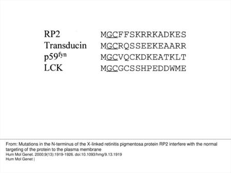 Figure 1. RP2 possesses potential sites for N-terminal acylation