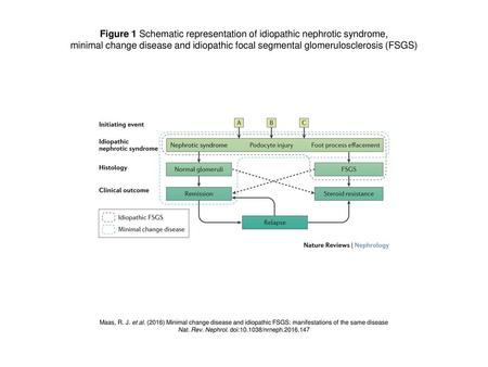 Figure 1 Schematic representation of idiopathic nephrotic syndrome,