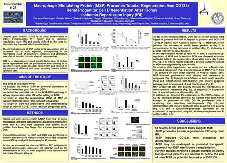 Renal Progenitor Cell Differentiation After Kidney