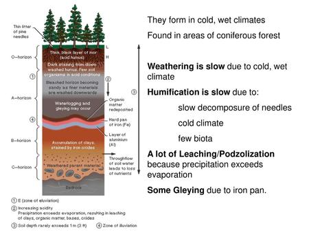 They form in cold, wet climates