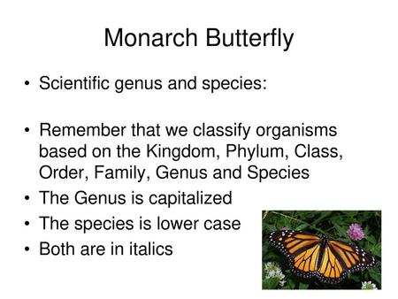 Monarch Butterfly Scientific genus and species: