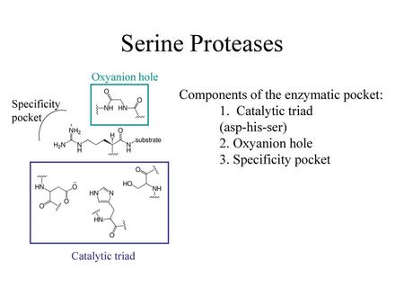 Serine Proteases Components of the enzymatic pocket: