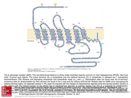 The β adrenergic receptor (βAR)