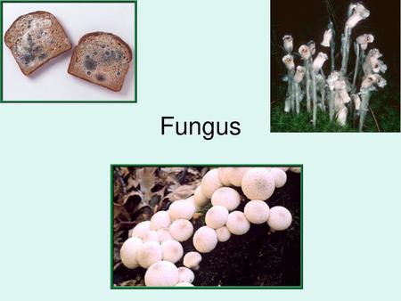 Fungus.