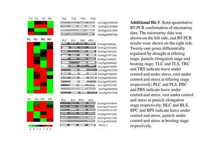 -1 -2 -3 1 2 3 Additional file 5. Semi-quantitative RT-PCR confirmation of microarray data. The microarray data was shown on the left side, and RT-PCR.