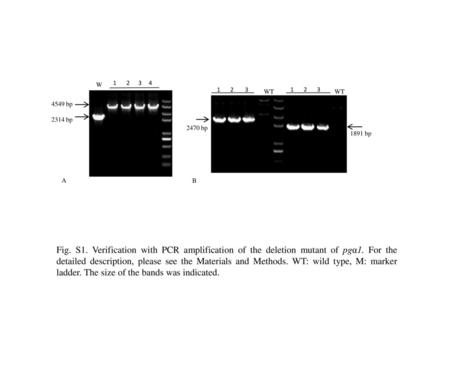 2470 bp 1891 bp WT 1 2 3 1 2 3 4549 bp 2314 bp 1 2 3 4 A B Fig. S1. Verification with PCR amplification of the.