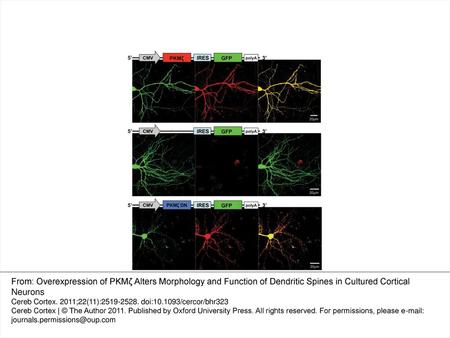 Figure 1. Transfection leads to a vast overexpression of PKMζ and the dominant negative form of PKMζ (DN) in comparison with control. Following transfection.