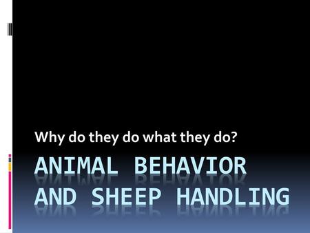 Animal Behavior and Sheep Handling