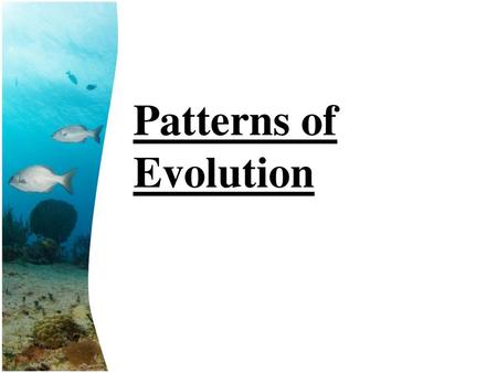 Patterns of Evolution.