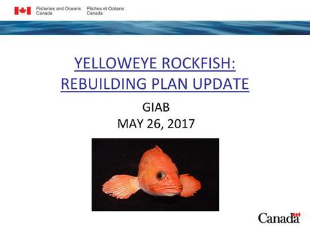 YELLOWEYE ROCKFISH: REBUILDING PLAN UPDATE