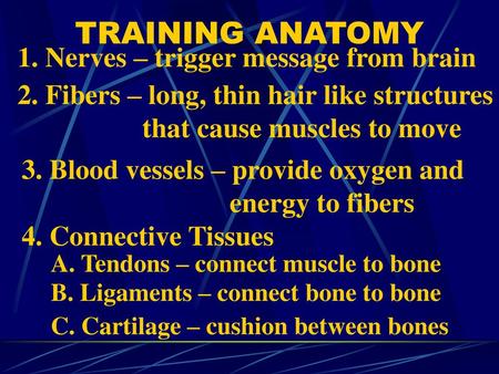 TRAINING ANATOMY 1. Nerves – trigger message from brain