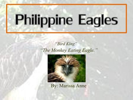 “The Monkey Eating Eagle.”