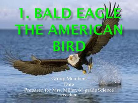 1. Bald Eagle the American bird