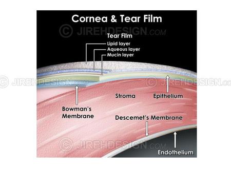 Corneal Endothelium Single layer of cells on the inner surface.